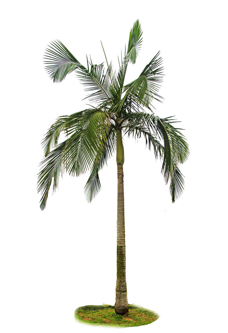 白色背景中的枝繁叶茂的棕榈树