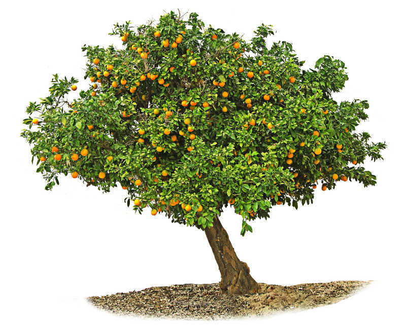 橙树图片 白色背景中的橙树素材 高清图片 摄影照片 寻图免费打包下载