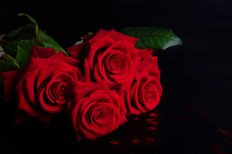 黑色背景下带着绿叶的红玫瑰