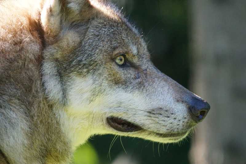 死死盯住某件事物的狼