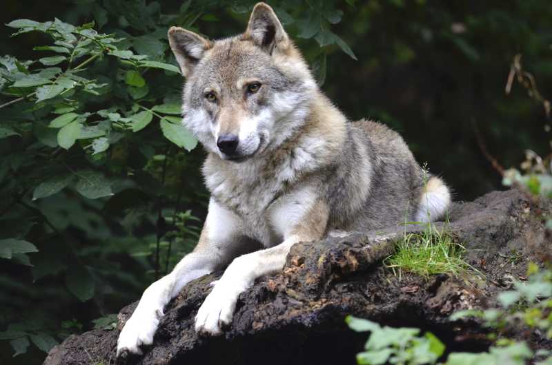 森林里的野生狼图片 趴在地上休息的狼素材 高清图片 摄影照片 寻图免费打包下载