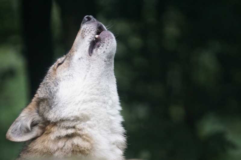 狼的声音图片