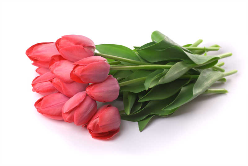 白色背景上红色郁金香
