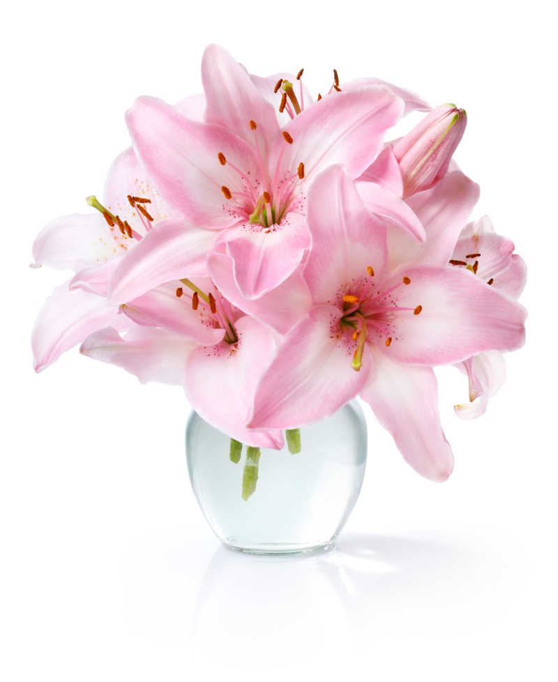 百合花束图片 粉色百合花束素材 高清图片 摄影照片 寻图免费打包下载