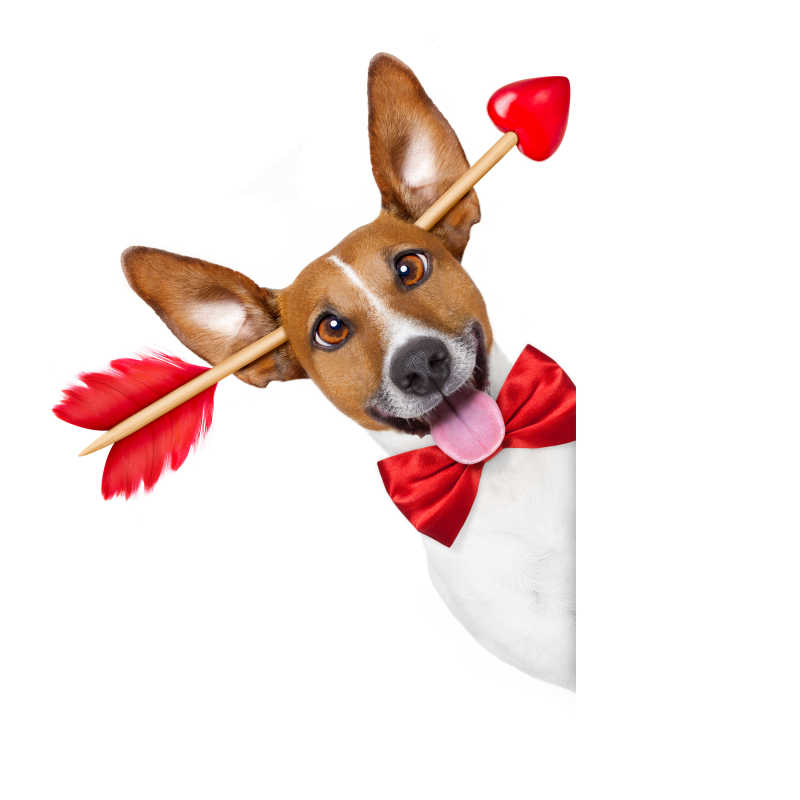 白色背景下被丘比特箭头打中的狗狗