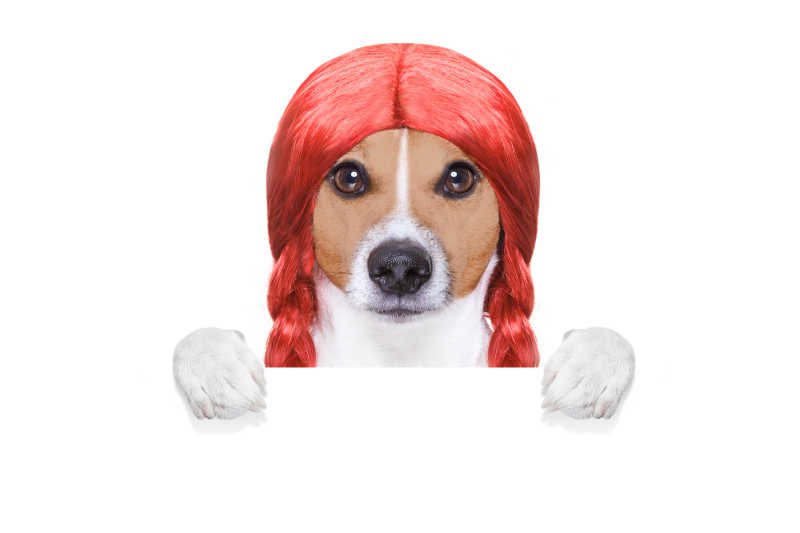 白色背景下带着红色发套的狗狗