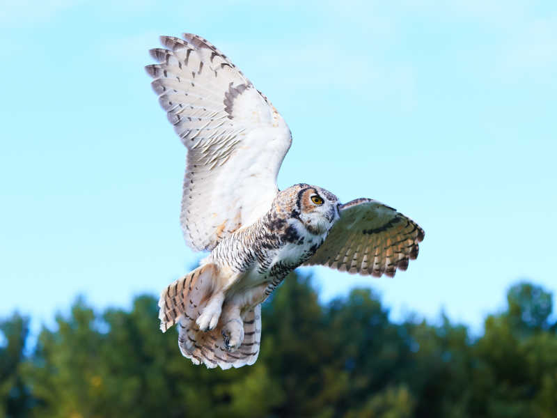 飞行的大角猫头鹰
