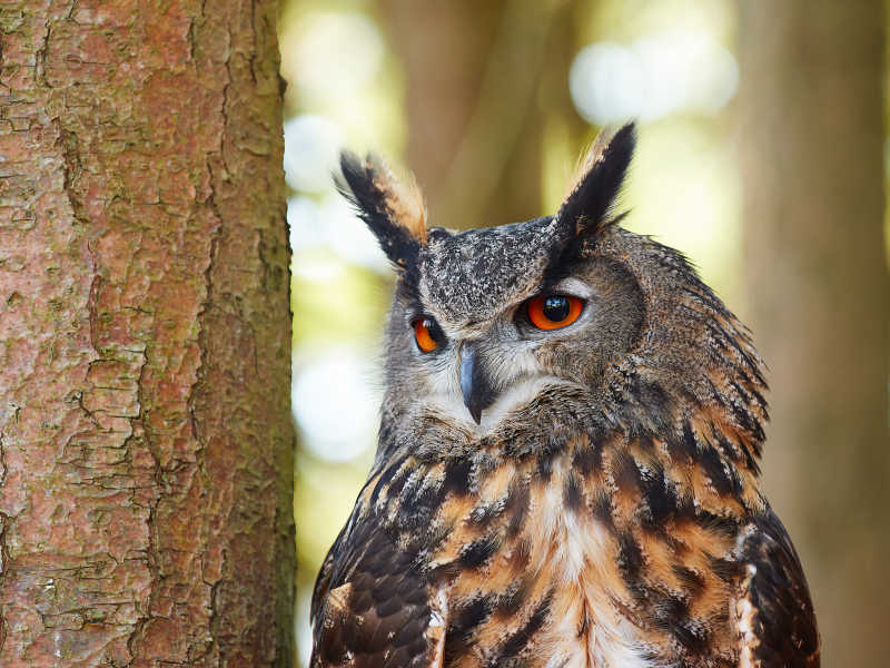 树干旁边的雕鸮