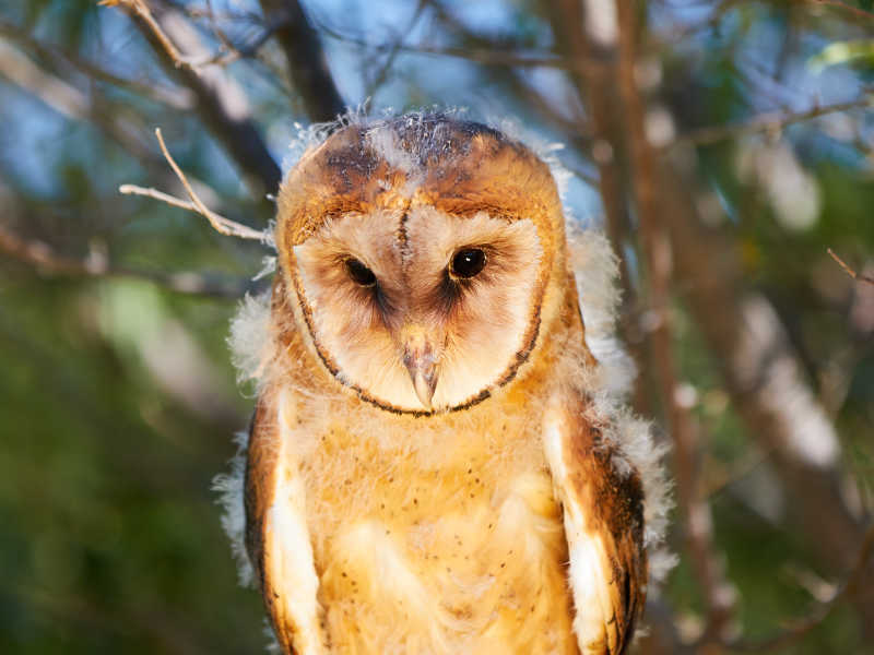 谷仓猫头鹰宝宝