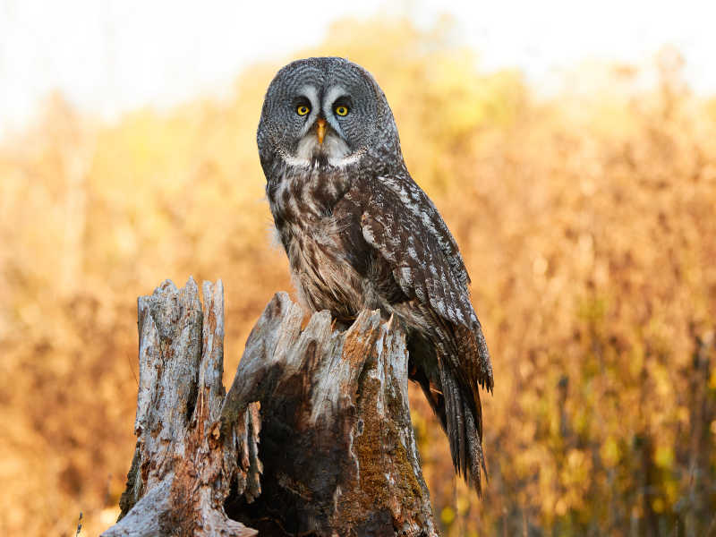 枯树上的猫头鹰