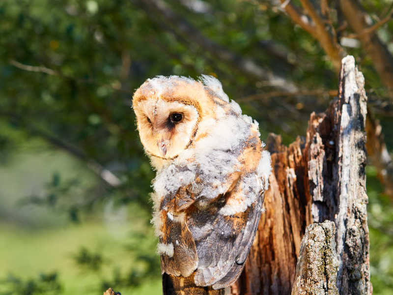 可爱的仓谷猫头鹰宝宝