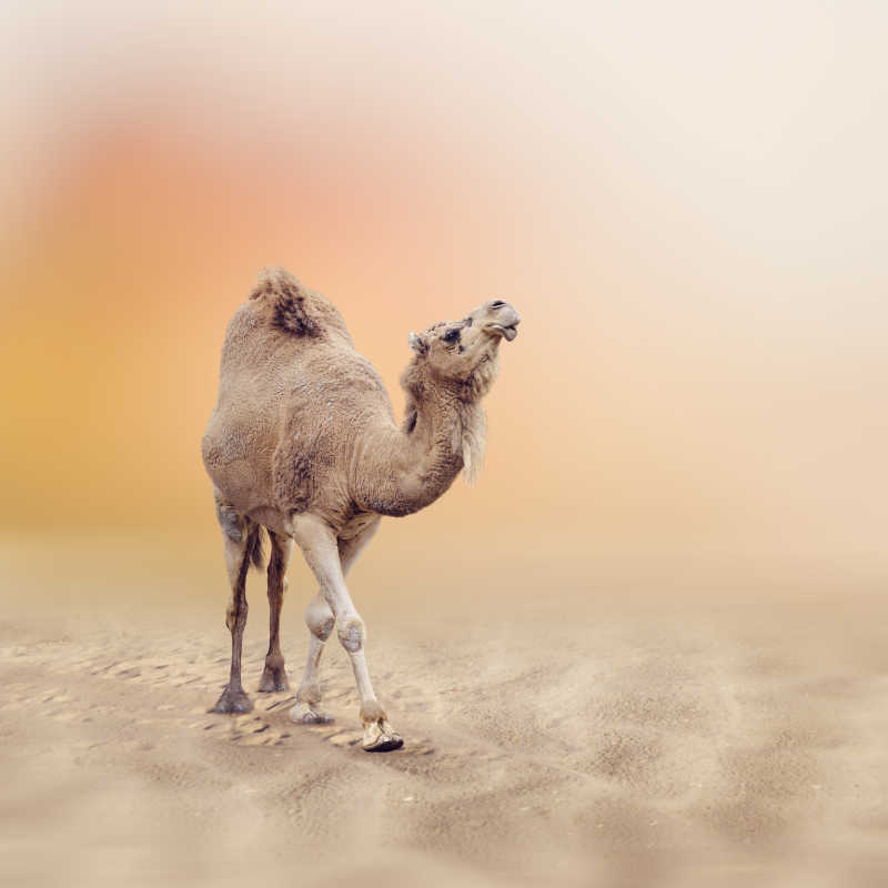 行走的单峰骆驼