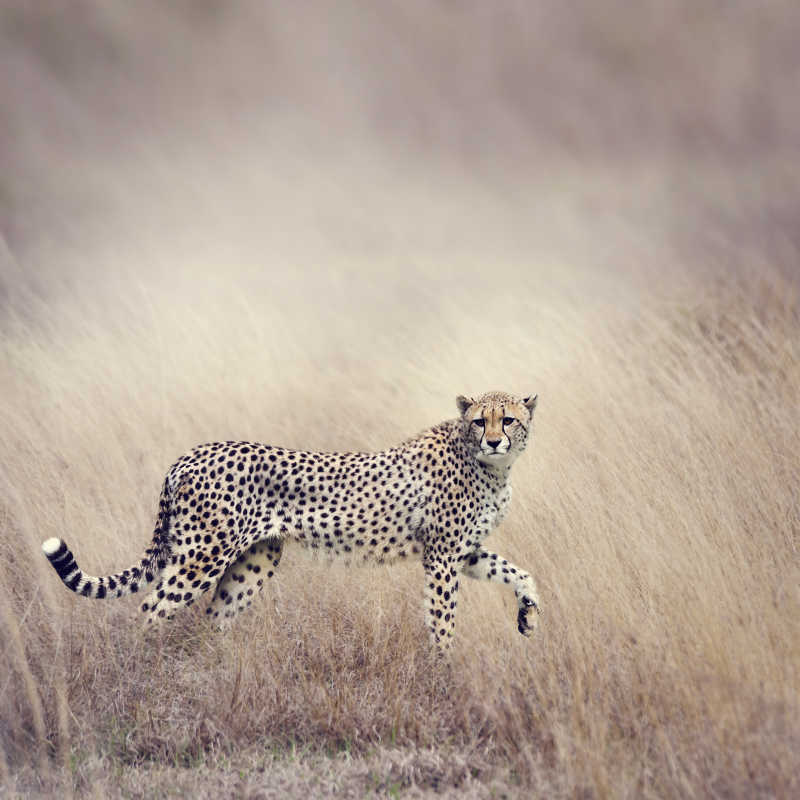 草原上奔跑的猎豹
