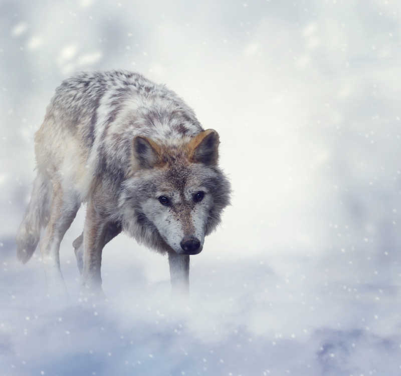 在雪地上行走的狼