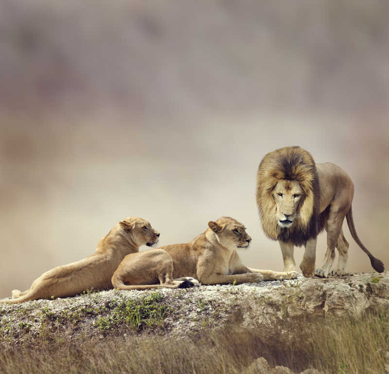 岩石上的狮子家族
