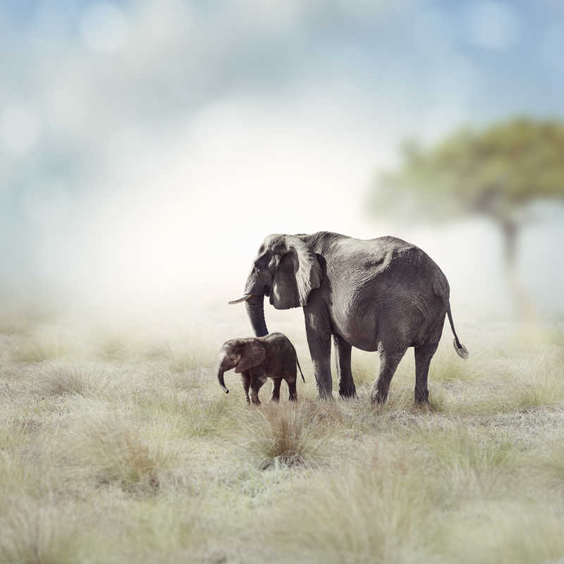 草原上的野生大象