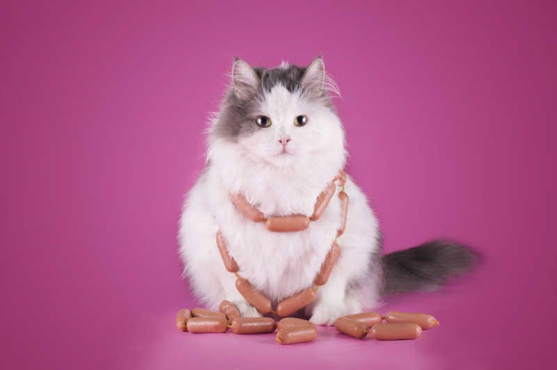 脖子上挂着香肠的猫