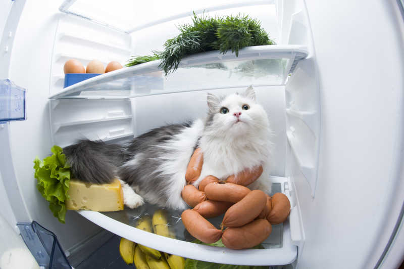 爱偷吃的小猫
