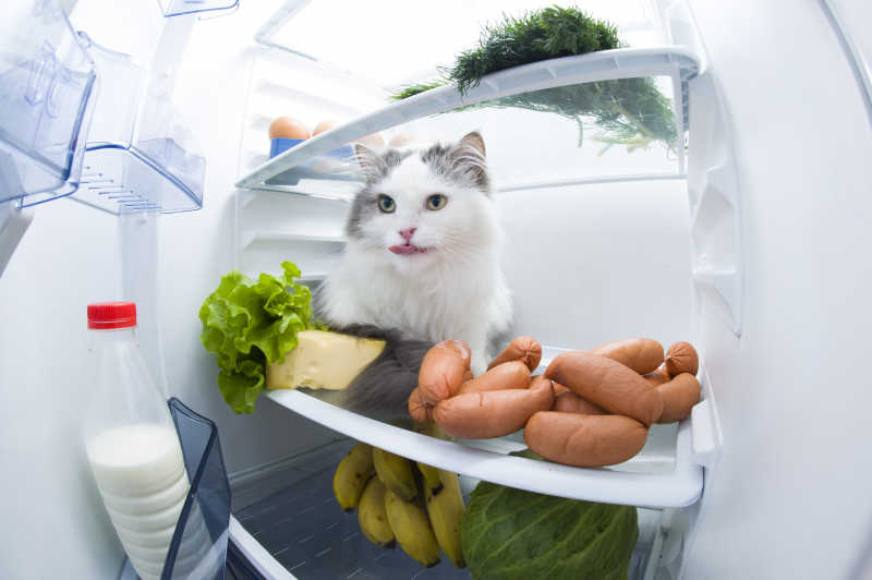 爱偷吃的猫