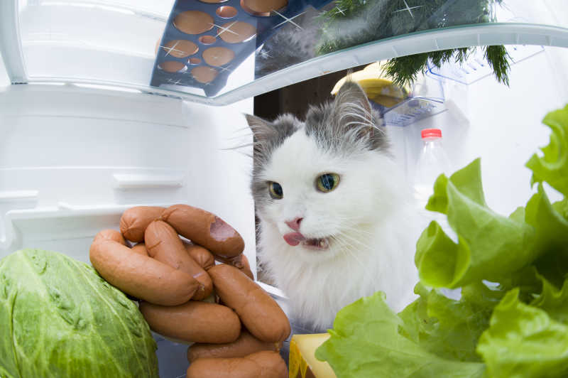 准备偷吃香肠的猫