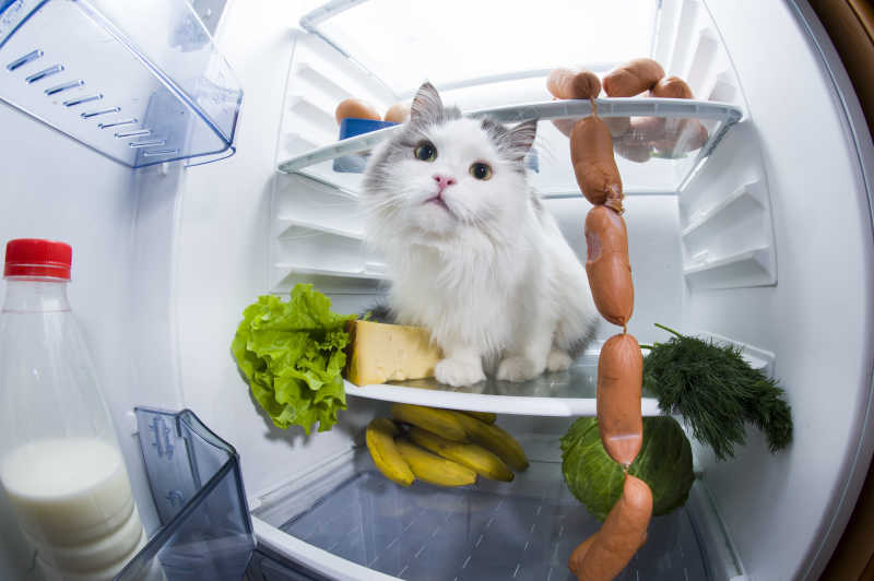 偷吃被发现的猫