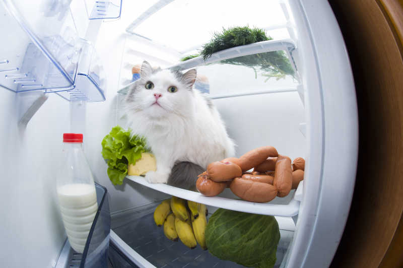 偷吃中被发现的猫