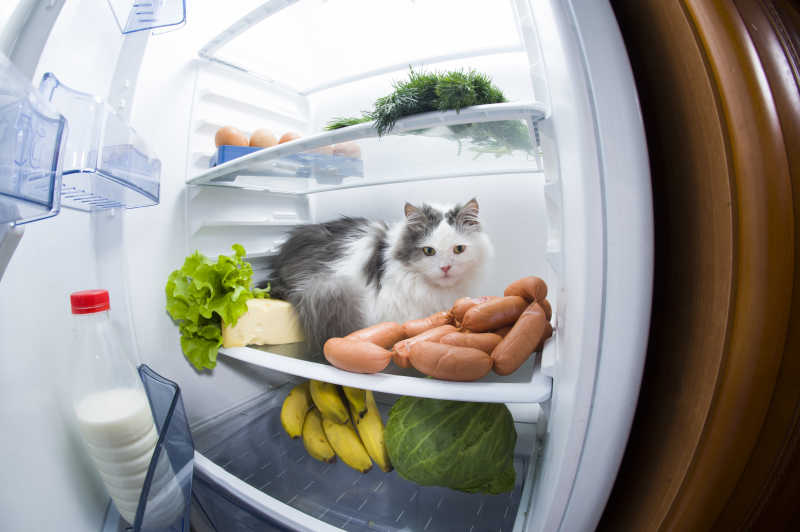 偷香肠的猫咪