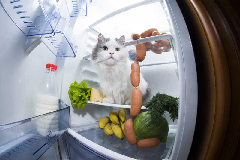 被发现偷香肠的猫