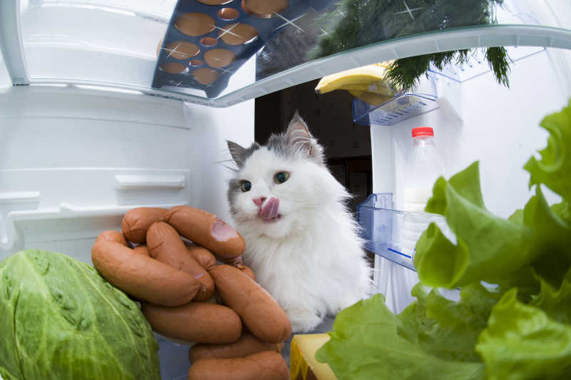躲在冰箱里的猫
