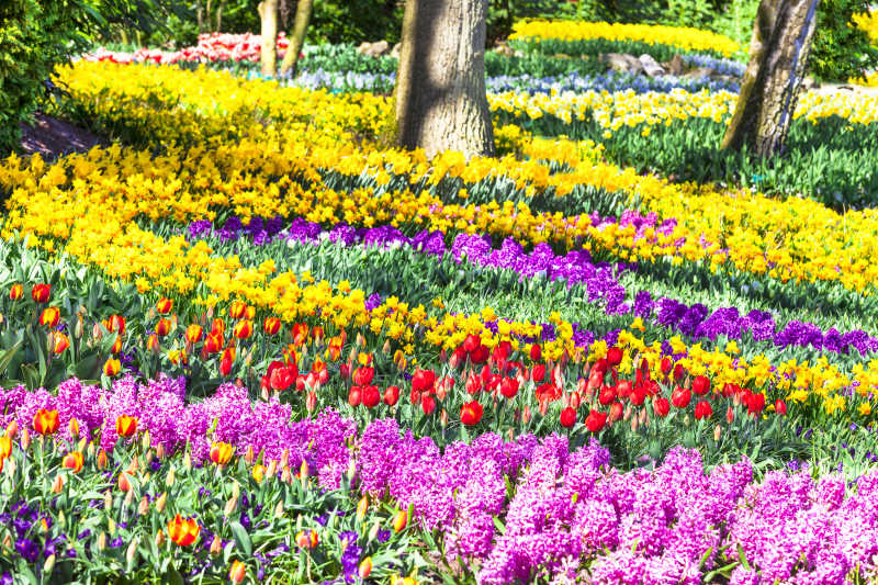 花卉公园里盛开的花朵