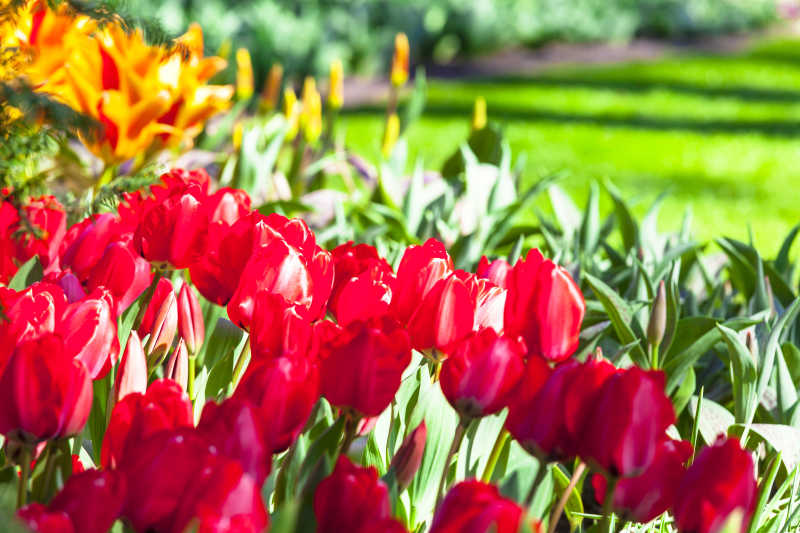 阳光下盛开的花朵