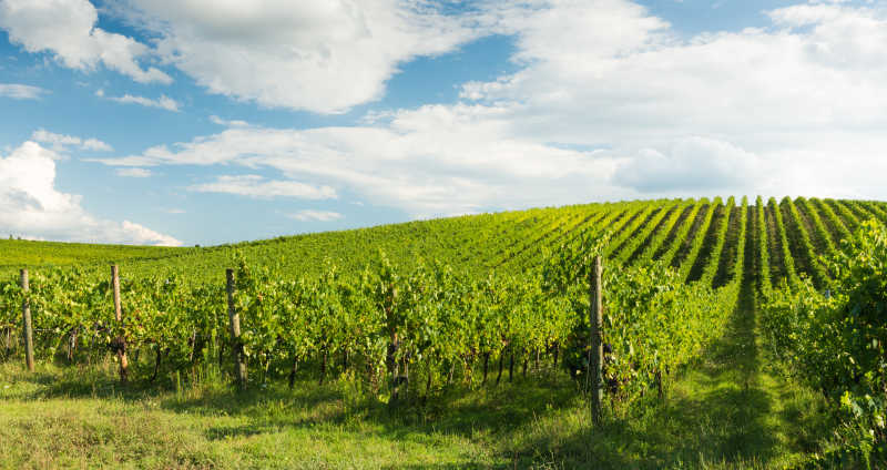 葡萄园未收成景观