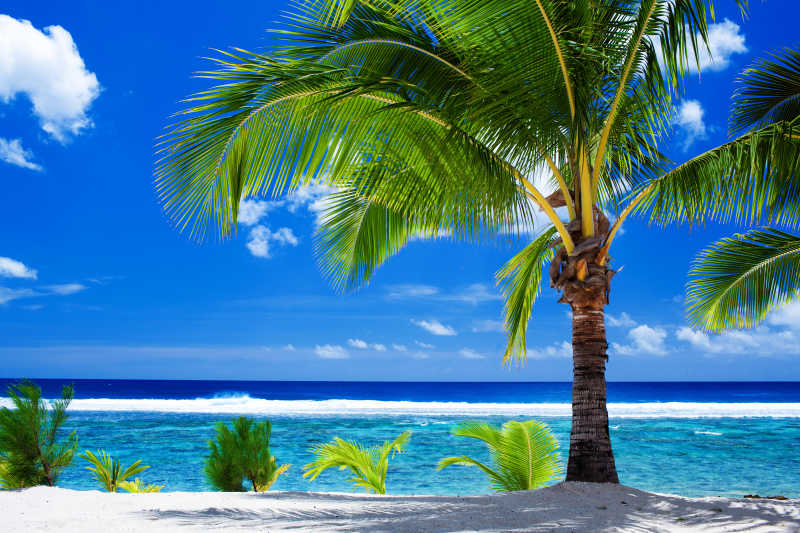 碧海蓝天与棕榈树