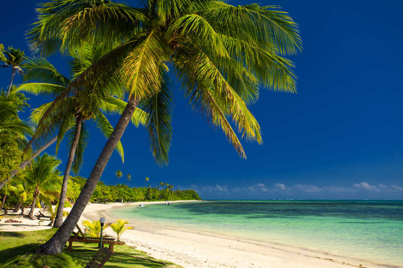 棕榈树和斐济的白色沙滩