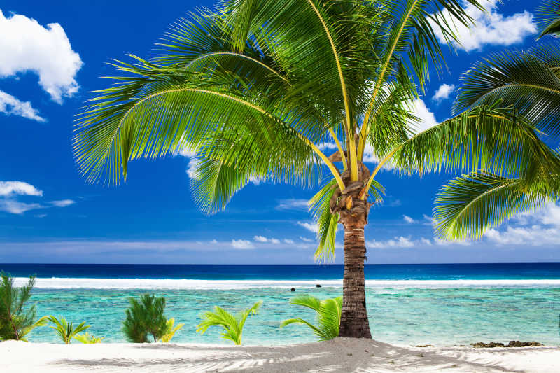 海滩旁的棕榈树