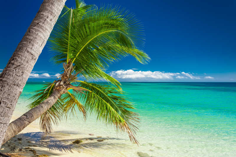 海滩边歇着生长的棕榈树