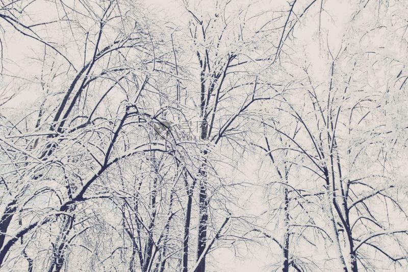 树枝上落满了雪