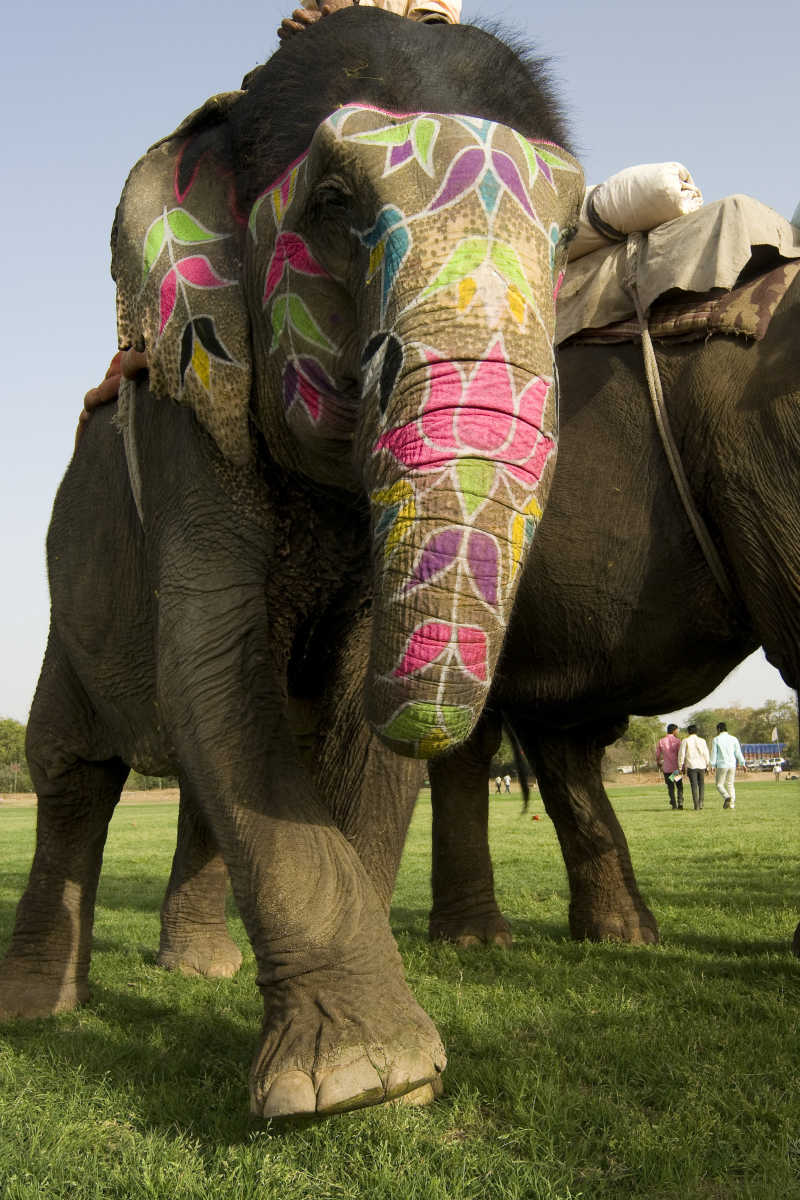 头部被画满花纹的印度大象