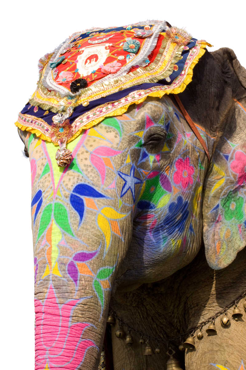 装饰华丽的印度大象