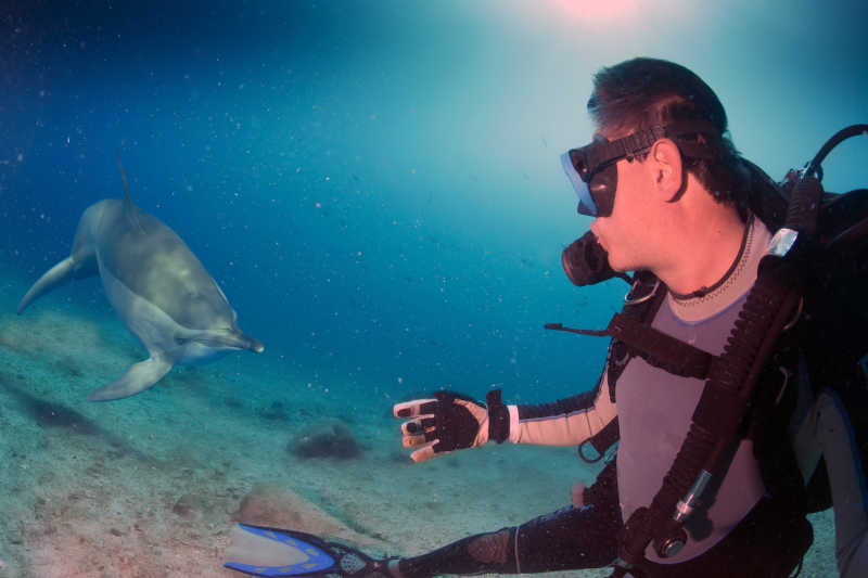 海豚和潜水员