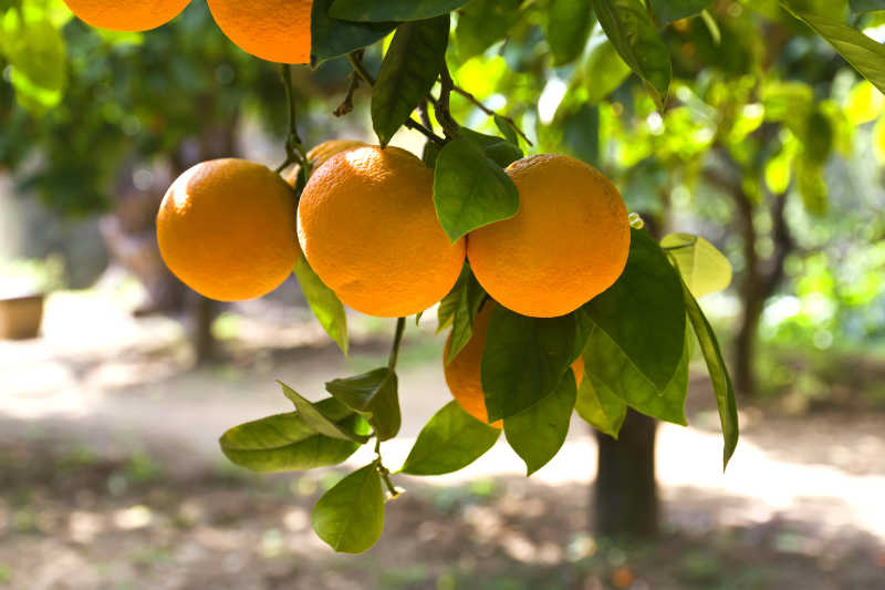 橙子树照片图片