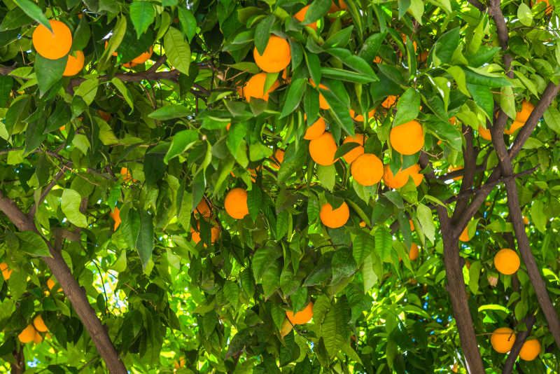 背景:市场上有一堆新鲜的橘子