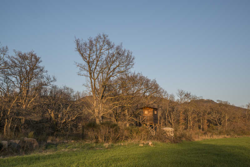 夕阳下的树林景色