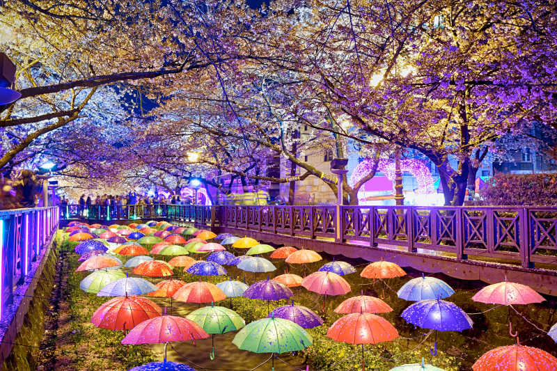 韩国釜山的樱花夜晚景色