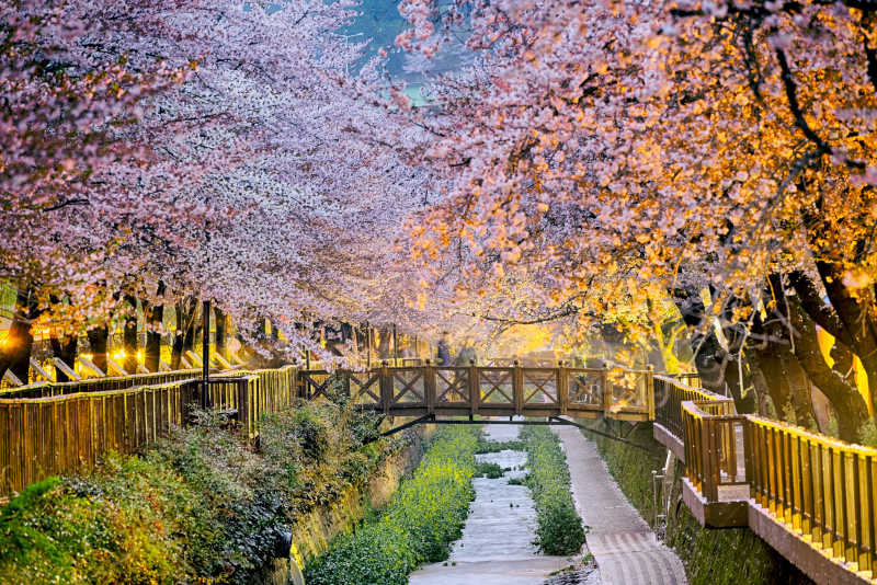 釜山樱花风景