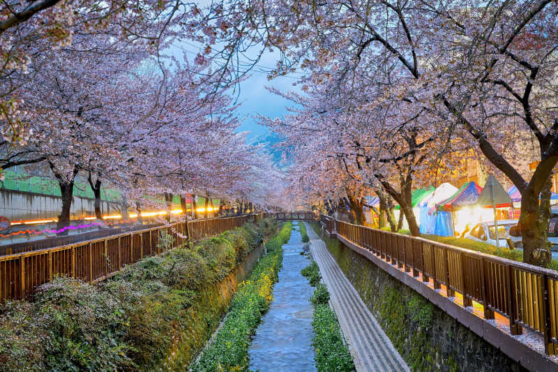 釜山的樱花景色