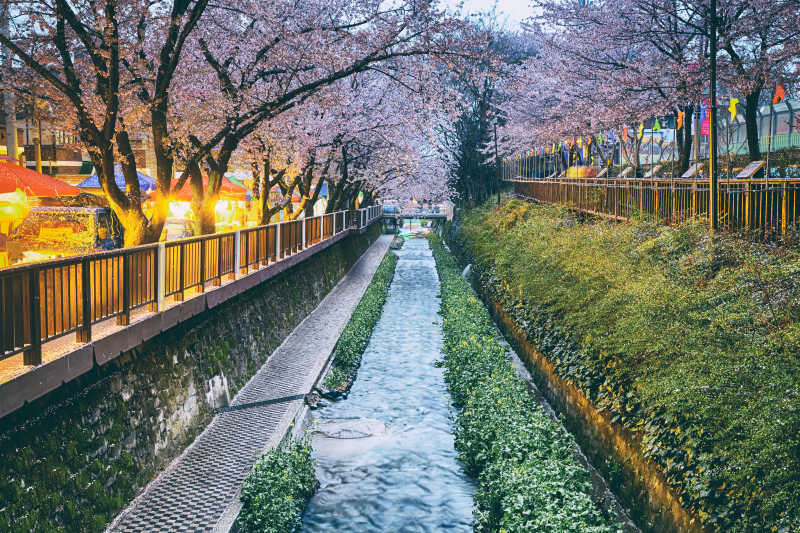 韩国釜山樱花