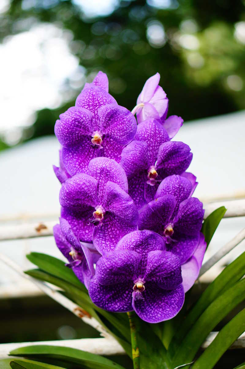 紫兰花图片作用与功效图片