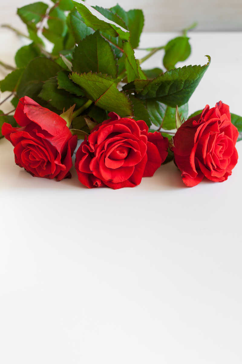桌子上美丽的红玫瑰