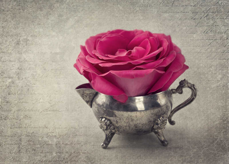 灰色背景下的金属容器里的玫红色玫瑰花